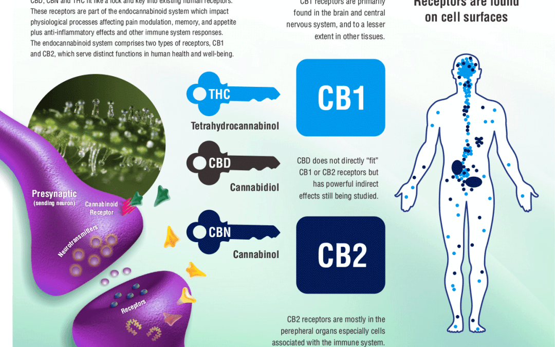 Come funziona il sistema endocannabinoide