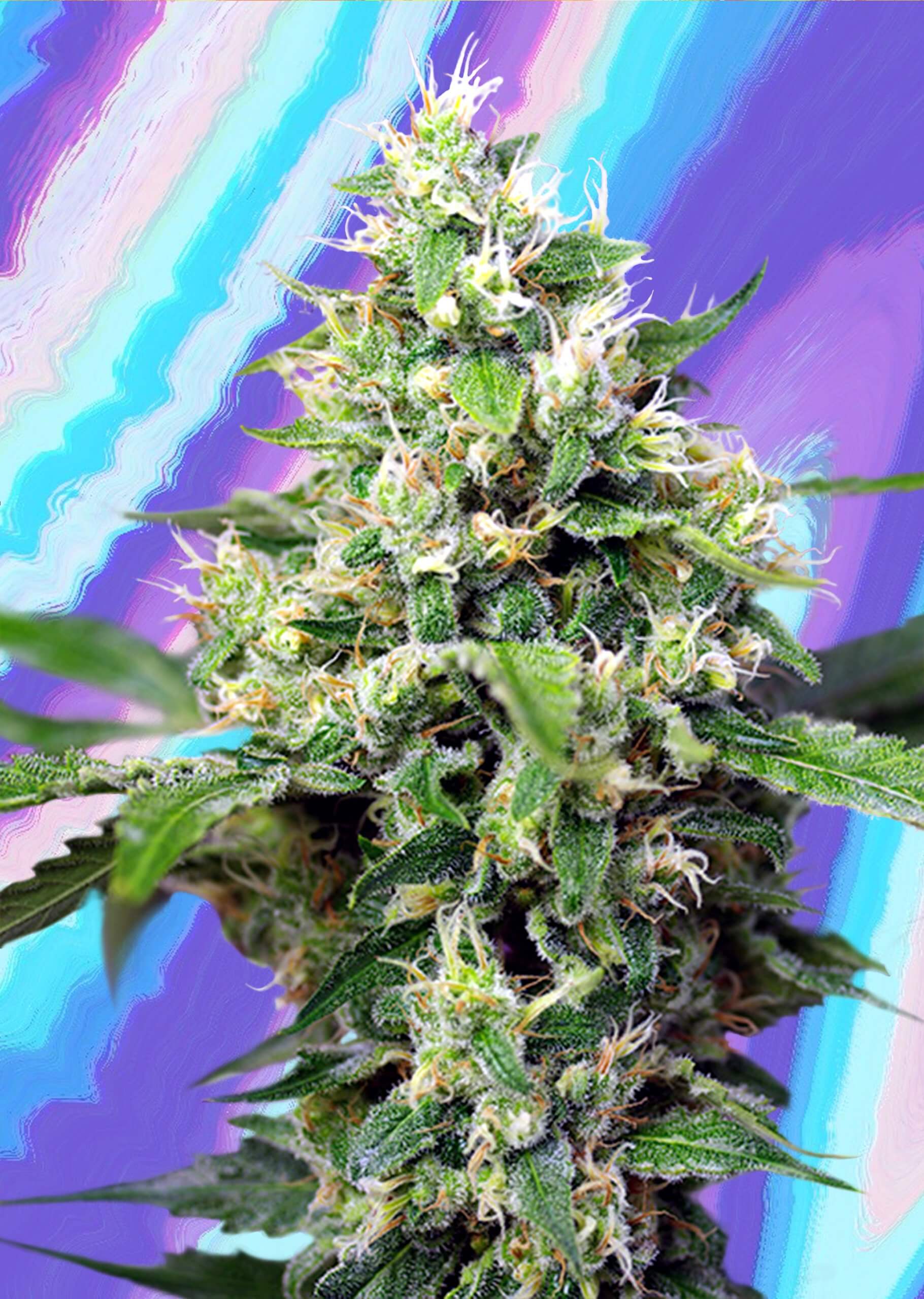 Mental Haze Mental Haze