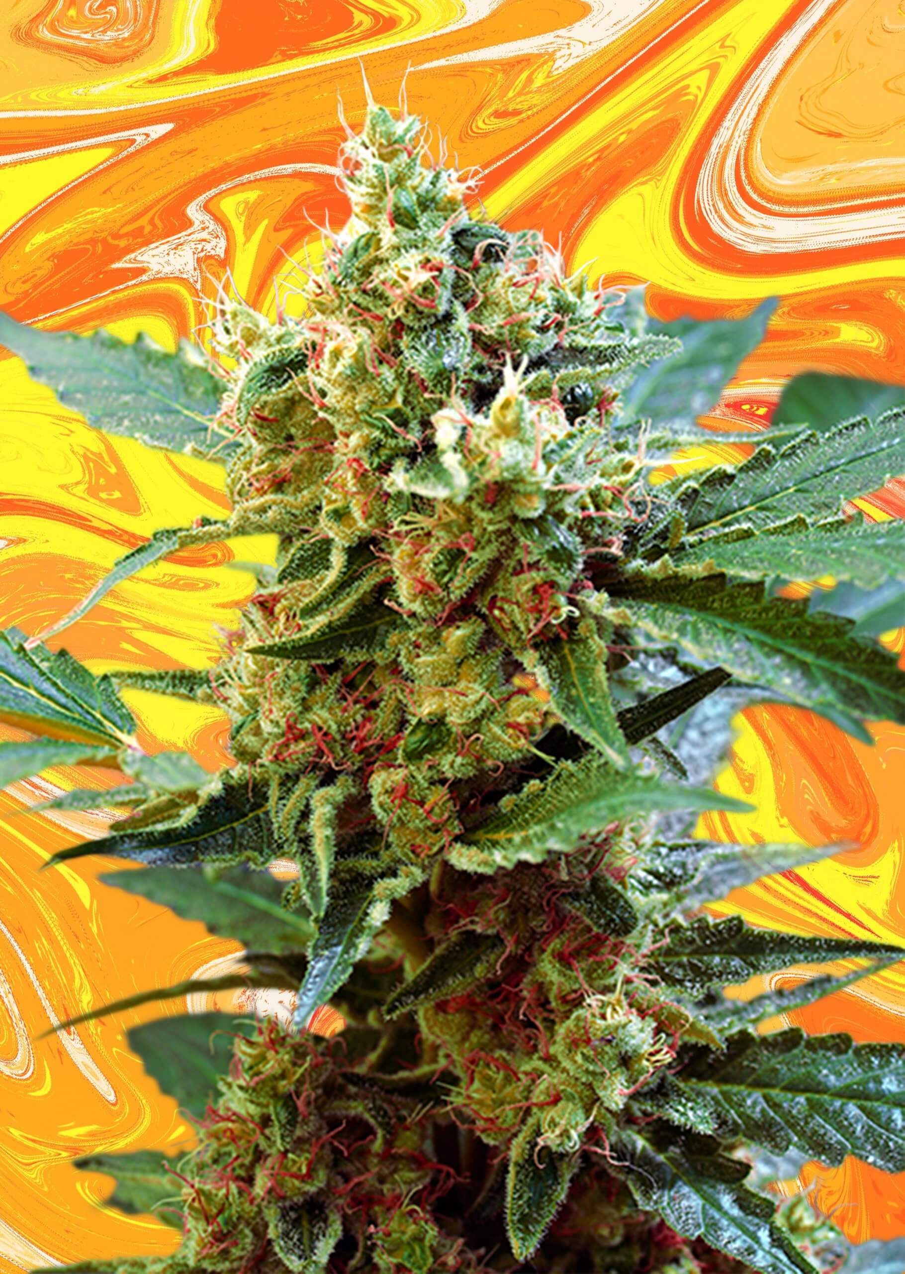 Tai Mandarhino Tai Mandarhino