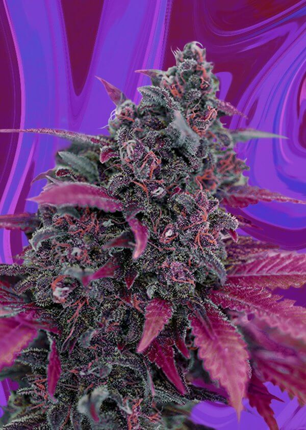 Purple Demogorgon
