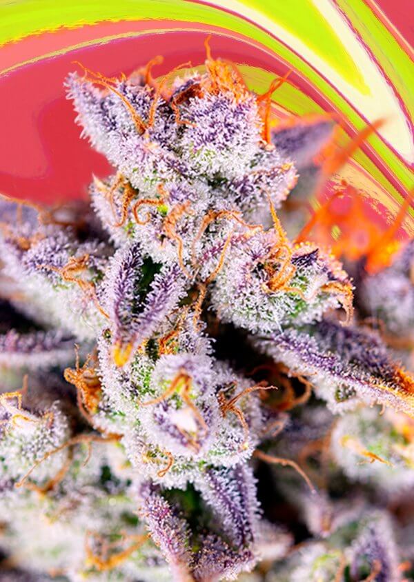 Tropical Cypher