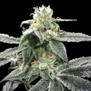blue-dream-fem