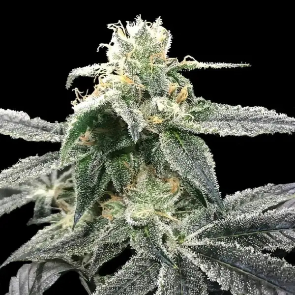 blue-dream-fem