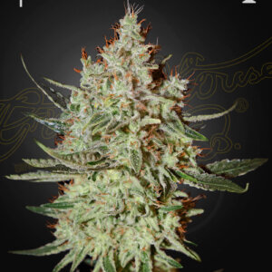Cheese Green House Seed Co