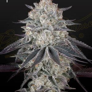 Franco's Full Gas Green House