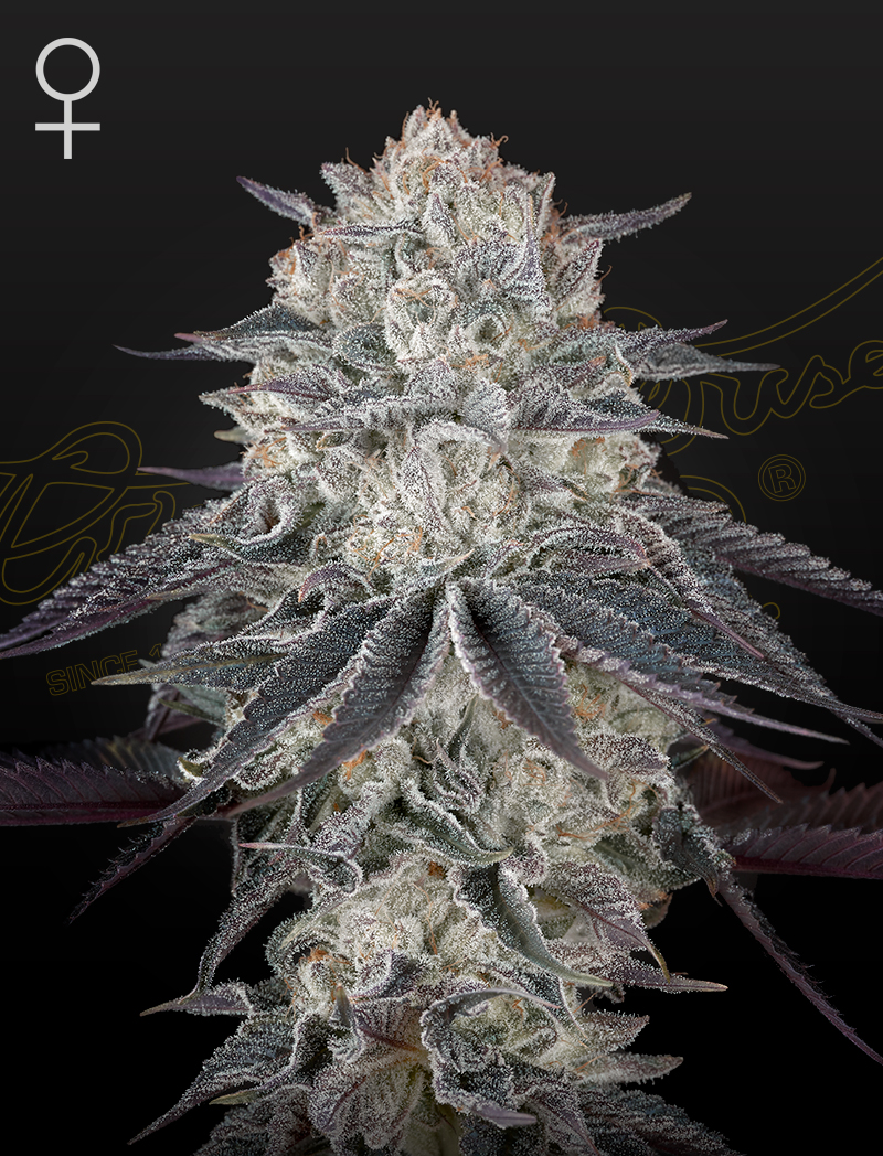 Franco's Full Gas Green House