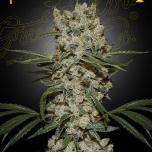 Super Silver Haze Green House