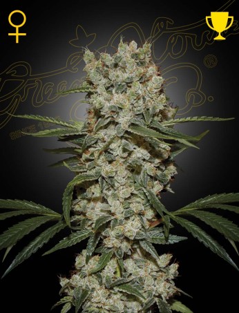 Super Silver Haze Green House