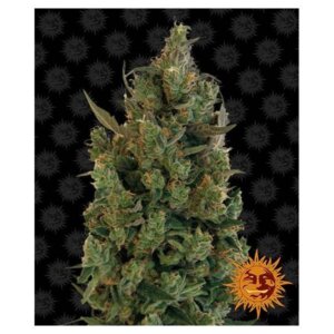 Blue Cheese | Barney's Farm