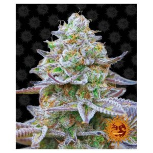 Gorilla Zkittlez | Barney's Farm