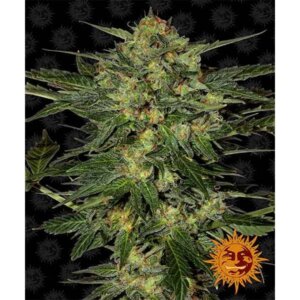 LSD | Barney's Farm