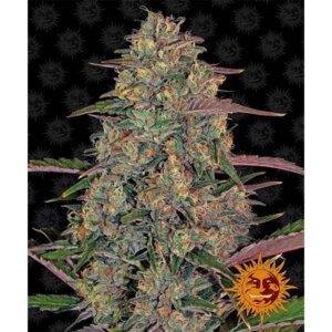 Pineapple Chunk | Barney's Farm