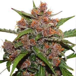 Frisian Dew | Dutch Passion