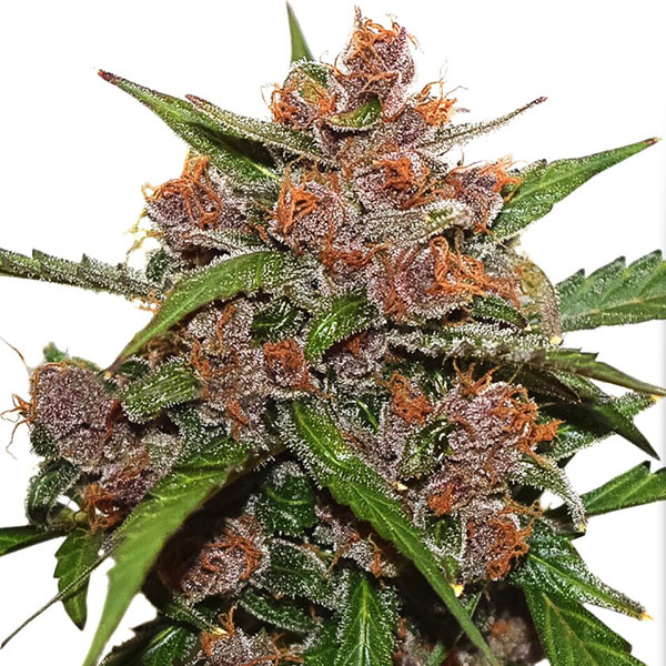 Frisian Dew | Dutch Passion