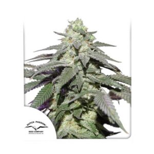 Skywalker Haze | Dutch Passion