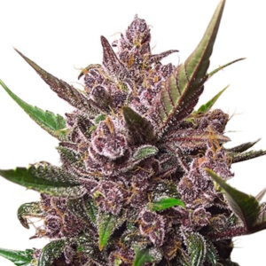 Auto Blackberry Kush | Dutch Passion