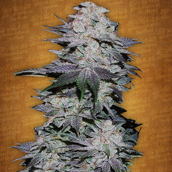 Blackberry Auto | Fast Buds