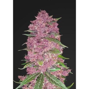 Purple Lemonade Auto | Fast Buds