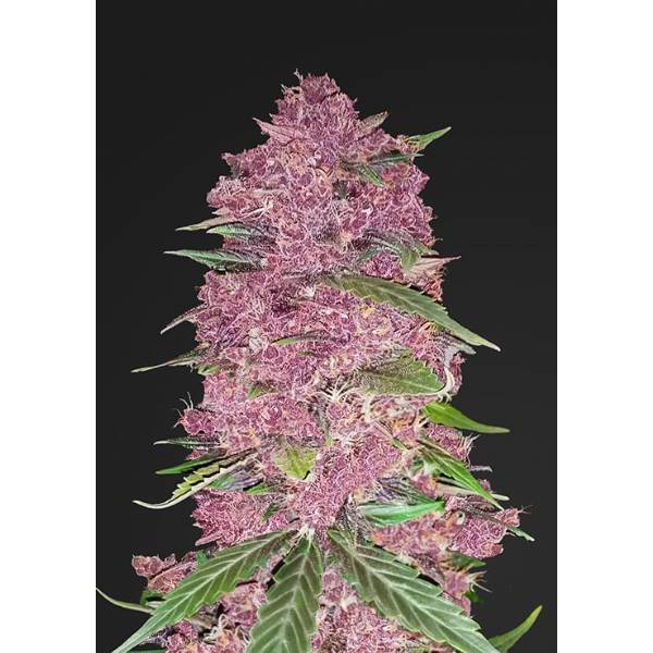 Purple Lemonade Auto | Fast Buds