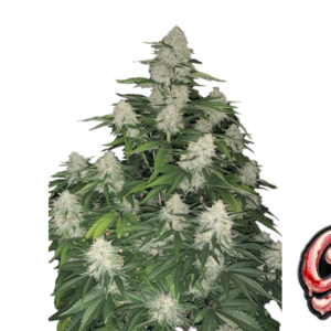 Gelato Auto | Fast Buds