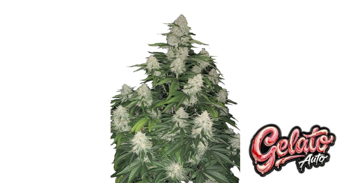 Gelato Auto | Fast Buds