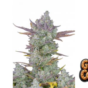 Gorilla Cookies Auto | Fast Buds