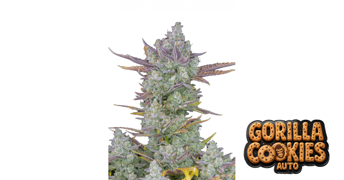 Gorilla Cookies Auto | Fast Buds