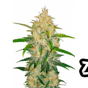 Zkittlez Auto Fast Buds