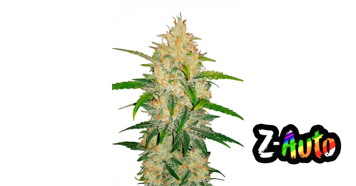 Zkittlez Auto Fast Buds