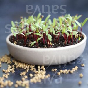 Semi per Germogli di Barbabietola Bio – 25 g | Sativa