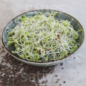 Semi per Germogli di Cavolo Riccio (Kale) Bio – 25 g | Sativa