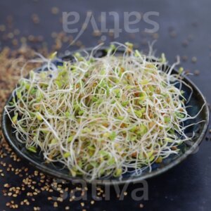 Semi per Germogli di Trifoglio Rosso Bio – 50 g | Sativa