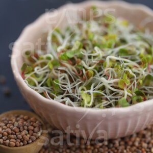 Semi per Germogli di Ravanello Bio – 25 g | Sativa