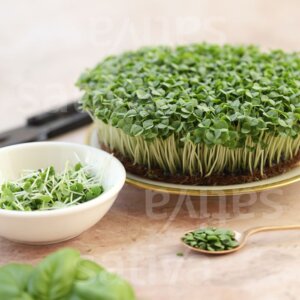 Semi per Germogli di Basilico Bio – 25 g | Sativa