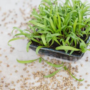 Semi per Germogli di Spinacio Bio – 25 g | Sativa