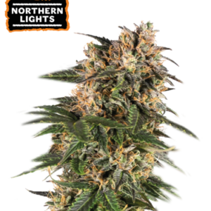 Northern Lights Auto Seedstockers