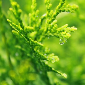 Olio di Neem Puro — Insetticida e Acaricida Naturale