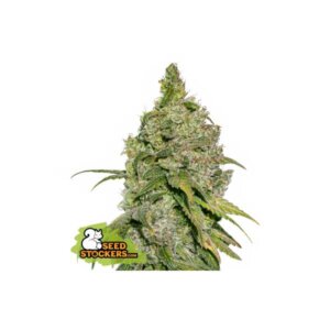 Do-Si-Dos Auto | Seedstockers