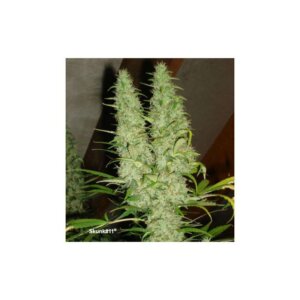 Skunk #11 Dutch Passion