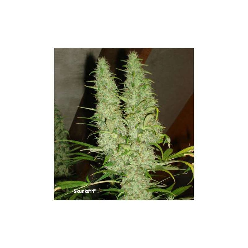 Skunk #11 Dutch Passion