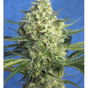 jack-47-xl-auto