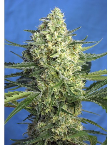 jack-47-xl-auto