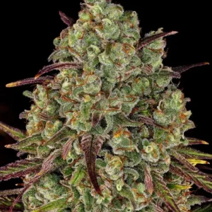 Tangerine Dream Barney's Farm